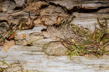 bois fond texture arbre mort 
