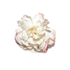 White carnation flower on white background