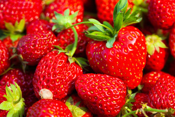 Freshly harvested Red Strawberries, Juicy Strawberries directly above