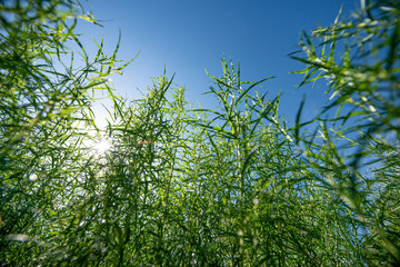 Fototapeta premium Fresh Estragon, Tarragon, Artemisia dracunculus, growing in the garden