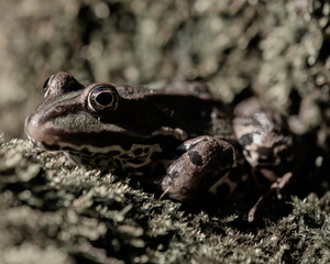 macro close up of a frog sitting in the moss