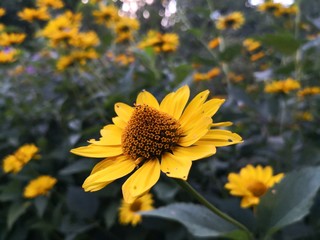 yellow flowers in the garden