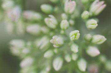 Blurred floral background of delicate pink color. Beautiful flowers made with color filters in soft color