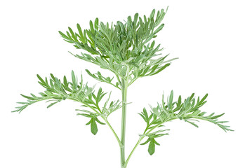 Naklejka premium Sprig of medicinal wormwood on a white background. Sagebrush sprig. Artemisia, mugwort.