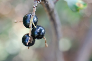 Ripe juicy black currant grows on the bush. Close-up of black currant fruits.
