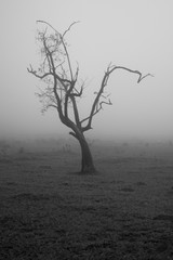 dead tree in fog
