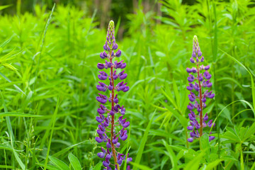 Lupinus, lupin, lupine field with pink purple and blue flowers.