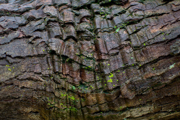 tree bark moist texture