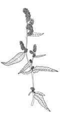 Spotted knotweed or common persicaria. Simple hand drawn illustration in sketch style. 