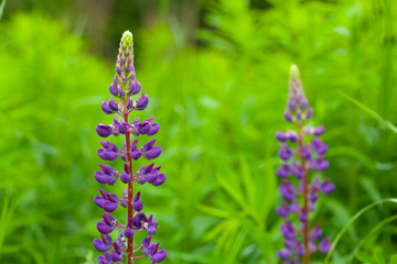 Lupinus, lupin, lupine field with pink purple and blue flowers.