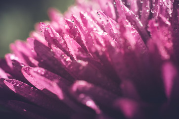 Beautiful macro photo of an aster flower with water droplets on the petals. Photo of a flower in matte tint