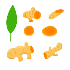 Set turmeric root and leaves, isolated on white background. Vector cartoon illustration.