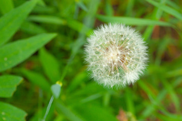 Picture in macro with white dandelion on green