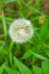 Picture in macro with white dandelion on green