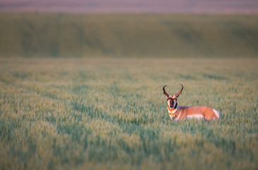 Pronghorn
