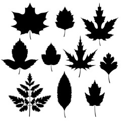 Set of black autumn leaves silhouettes isolated on white background. Vector illustration.