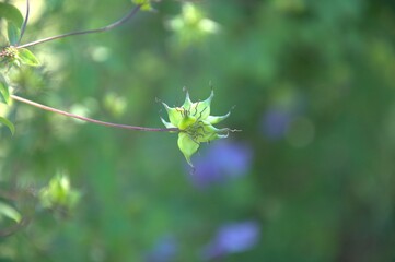 Box with clematis seeds close-up on the background of the greenery of the garden