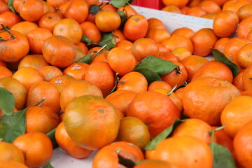 Mandarine d’été