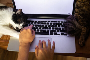 Fototapeta na wymiar Person working on laptop with empty screen and cute cats sleeping at keyboard. Home office concept, remote work with your pets. Top view