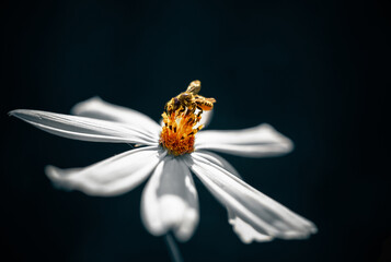 Beautiful close ups of colored flowers in bloom with delicate details, gentle sun light and bokeh backgrounds.
