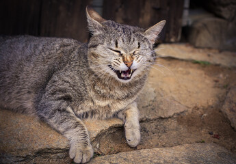 Outdoor cats portraits.