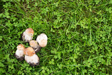 small edible mushrooms in green grass