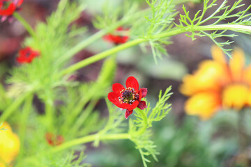 red adonis flower in the garden