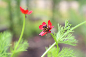 Obraz premium red adonis flower in the garden