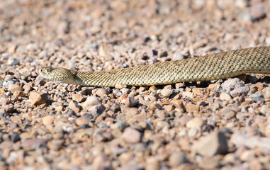 Prairie rattlesnake
