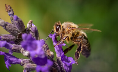 Beautiful close-up of of a butterfly or bee sitting on flowers or on leaves in the sunlight.