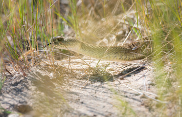 Prairie rattlesnake