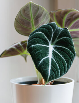 Alocasia reginula 'black velvet' leaf. Tropical potted plant on a white background. Exotic trendy houseplant detail.