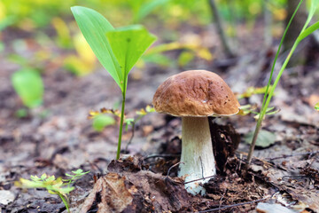 Boletus edulis mushroom in the forest, shallow depth of field.