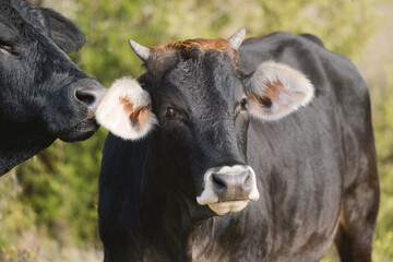 Obraz na płótnie Canvas Cow behavior between two black cows close up on farm.