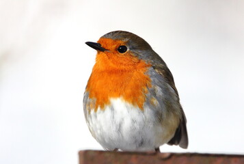 Robin red breast in winter