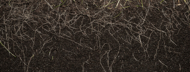 grass with roots and soil