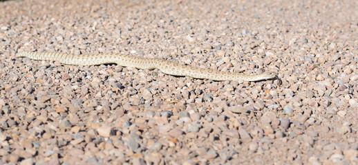 Fototapeta na wymiar Prairie rattlesnake