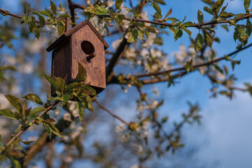 Birdhouse in spring with blossom cherryflower