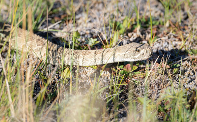 Prairie rattlesnake