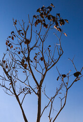 tree branches against blue sky