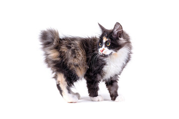 Multi-colored little kitten of breed Bobtel. Kuril Bobtail Cat on a white isolated background.