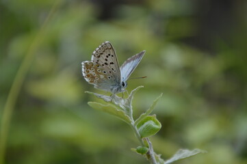 A silver-studded blue, sitting on a plant