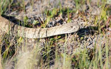 Prairie rattlesnake