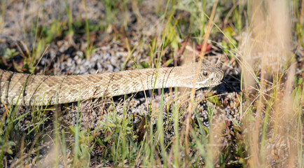 Prairie rattlesnake