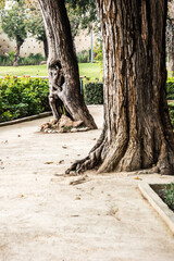 old tree in the park