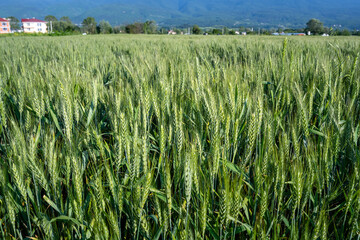 young wheat field