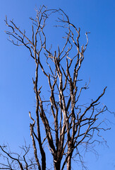 tree branches against blue sky