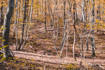 Autumn forest landscape in orange colors in the fall.