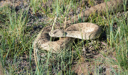 Prairie rattlesnake