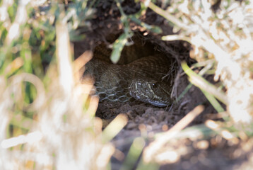 Prairie rattlesnake